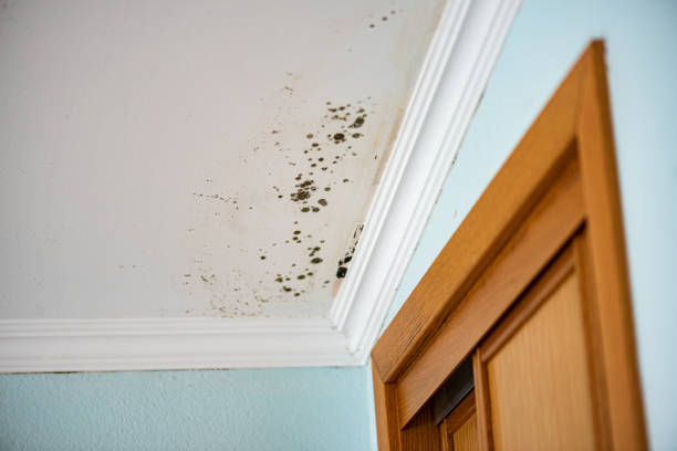 Attic Mold Removal in Shippensburg, PA