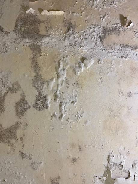 Best Attic Mold Removal  in Shippensburg, PA